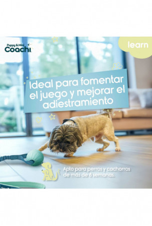 Šuns pakinktai Coachi