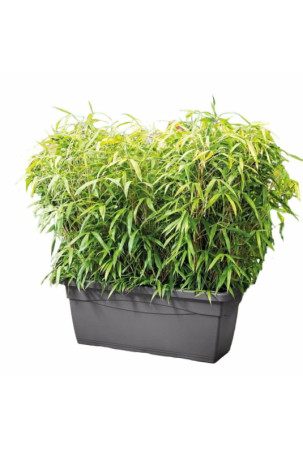 Stiklainis Deroma Antracito...