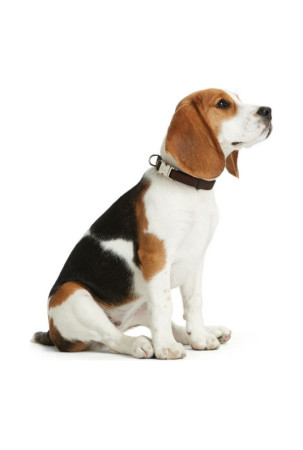 Šuns antkaklis Hunter Alu-Strong Ruda M dydis (40-55 cm) Šuns antkaklis Hunter Alu-Strong Ruda M dydis (40-55 cm)