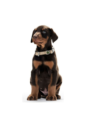 Šuns antkaklis Hunter Alu-Strong Ruda M dydis (40-55 cm) Šuns antkaklis Hunter Alu-Strong Ruda M dydis (40-55 cm)