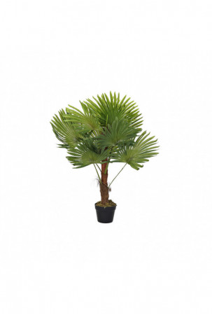 Dekoratyvinis augalas DKD...